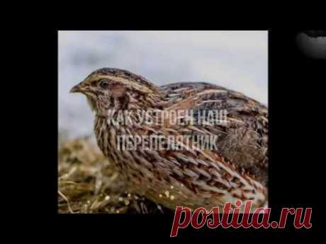 Как можно сделать перепелятник? Как у нас.