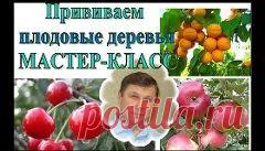 как привить абрикос - 602 результата. Поиск Mail.Ru