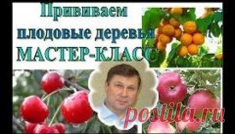 как привить абрикос - 602 результата. Поиск Mail.Ru