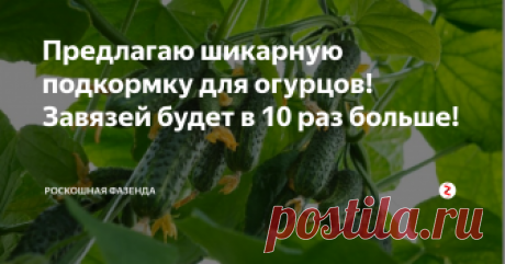 Предлагаю шикарную подкормку для огурцов! Завязей будет в 10 раз больше! Огурцы - всеми любимый овощ, хоть в соленом, хоть в маринованном, хоть в свежем виде. Но чтобы огурчиками их изначально нужно вырастить, да так, чтобы и в свежем виде накушаться и на зиму баночки закатать.