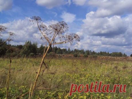 Одинокий воин