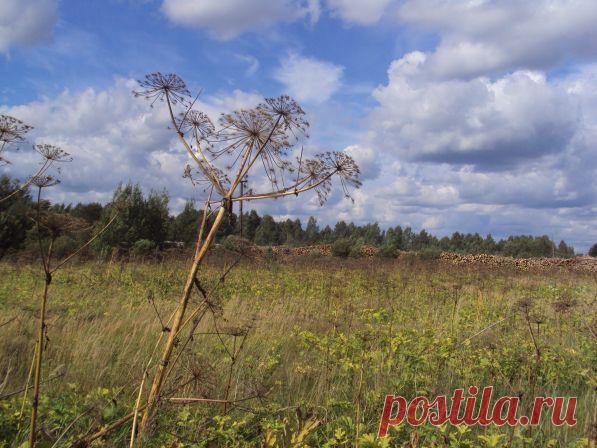 Одинокий воин