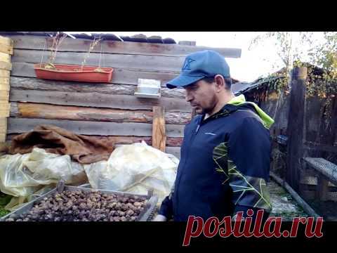 копаете картоху!?? подскажу как сушить быстрее!!! - YouTube