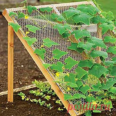 Grow Cucumbers up instead of along the ground - The Gardening Cook