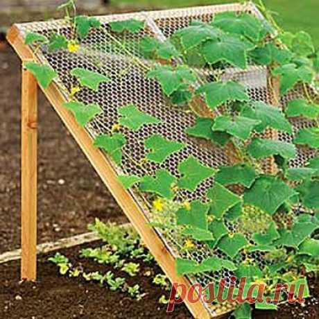 Grow Cucumbers up instead of along the ground - The Gardening Cook