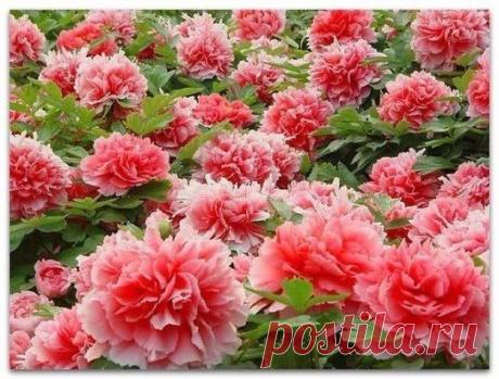 МОЙ САД |Дача, загородный дом, огород, растения