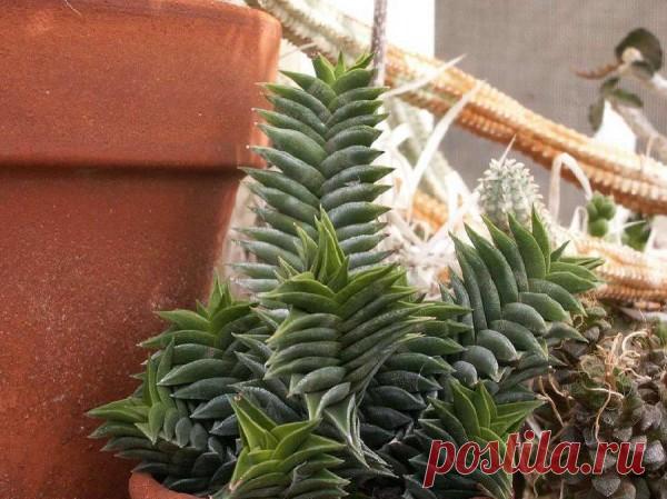 Популярные виды суккулента хавортия: название и описание