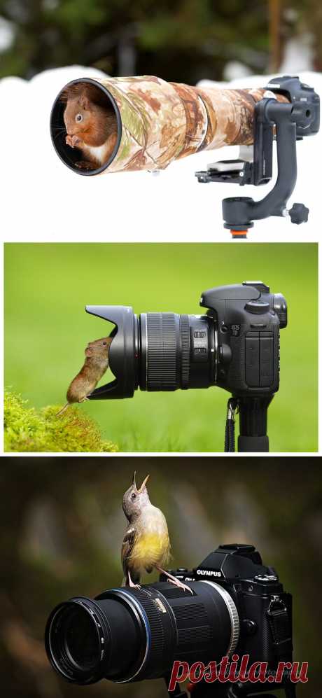 Любопытные и очаровательные животные-фотографы - Фотопанорама