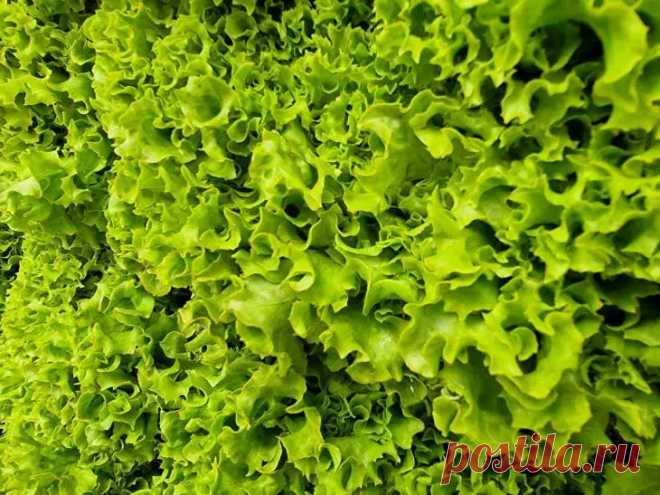 Листовой салат горчит: причины и способы улучшить вкус. Неприятная горечь в листьях салата способна испортить любое блюдо. Знание причин этого явления – ключ к получению нежного вкуса.
