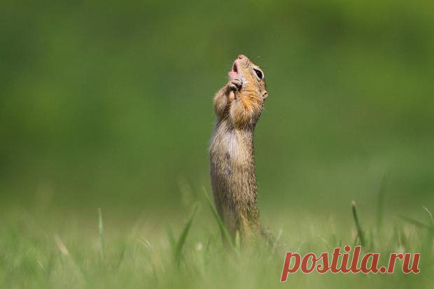 Забавные фото животных: финалисты конкурса Comedy Wildlife Photography Awards-2020