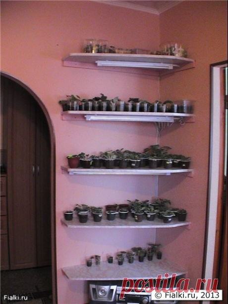 Стеллаж | Fialki.ru, фиалки (сенполии)