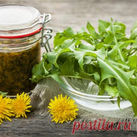 Когда я узнала об этих свойствах одуванчика, я перестала считать его сорняком!