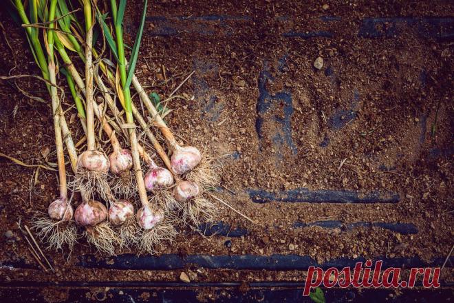 Что можно сажать после чеснока на следующий год Какие овощи можно посадить на грядки после чеснока. Что лучше и хорошо растет после чеснока - таблица. Рекомендации огородникам.