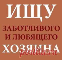 Кошечка сейчас у меня временно. Назвала её Ариша. Сегодня сделали пиарные фото. Ждем любящих маму и папу...
СОС! СОС! СОС!
МОСКВА!!!
СРОЧНО НУЖНО ЧТО ТО ДЕЛАТЬ. ПОМОГИТЕ... ТОЛЬКО ЧТО В МЕТРО  ИЗ ПОЕЗДА ВЫТАЩИЛА ЗАБЫТЫЕ ВЕЩИ. Это кошка в переноске. СРОЧНО ИЩУ СТАРЫХ ИЛИ НОВЫХ ХОЗЯЕВ. КОШЕЧКА ЧЕРЕПАШКА НА ВИД 10-11МЕСЯЦЕВ. ПОКА СИДИТ У МЕНЯ ДОМА. НО ДОЛГО ДЕРЖАТЬ НИ КАК НЕ МОГУ. ОНА ШИПИТ НА МОИХ ПАЦАНОВ: КОТОВ И СОБАКУ. ПОМОГИТЕ. ПОЖАЛЕЙТЕ. МУЖ ЕЩЁ СПИТ ПОСЛЕ НОЧИ НИЧЕГО НЕ ЗНАЕТ. ПРОСНЁТСЯ БУД