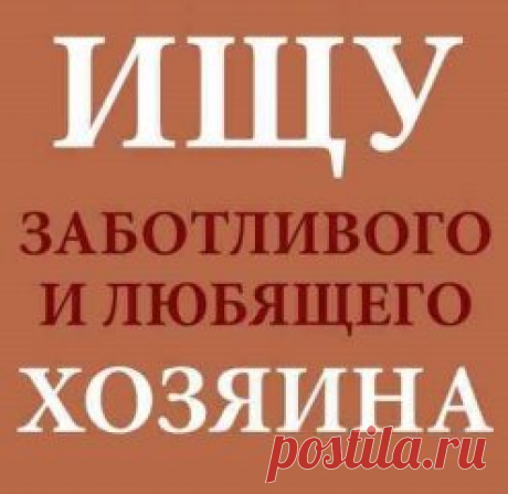 Кошечка сейчас у меня временно. Назвала её Ариша. Сегодня сделали пиарные фото. Ждем любящих маму и папу...
СОС! СОС! СОС!
МОСКВА!!!
СРОЧНО НУЖНО ЧТО ТО ДЕЛАТЬ. ПОМОГИТЕ... ТОЛЬКО ЧТО В МЕТРО  ИЗ ПОЕЗДА ВЫТАЩИЛА ЗАБЫТЫЕ ВЕЩИ. Это кошка в переноске. СРОЧНО ИЩУ СТАРЫХ ИЛИ НОВЫХ ХОЗЯЕВ. КОШЕЧКА ЧЕРЕПАШКА НА ВИД 10-11МЕСЯЦЕВ. ПОКА СИДИТ У МЕНЯ ДОМА. НО ДОЛГО ДЕРЖАТЬ НИ КАК НЕ МОГУ. ОНА ШИПИТ НА МОИХ ПАЦАНОВ: КОТОВ И СОБАКУ. ПОМОГИТЕ. ПОЖАЛЕЙТЕ. МУЖ ЕЩЁ СПИТ ПОСЛЕ НОЧИ НИЧЕГО НЕ ЗНАЕТ. ПРОСНЁТСЯ БУД