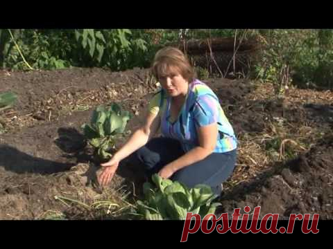 Что такое Грядки Розума?