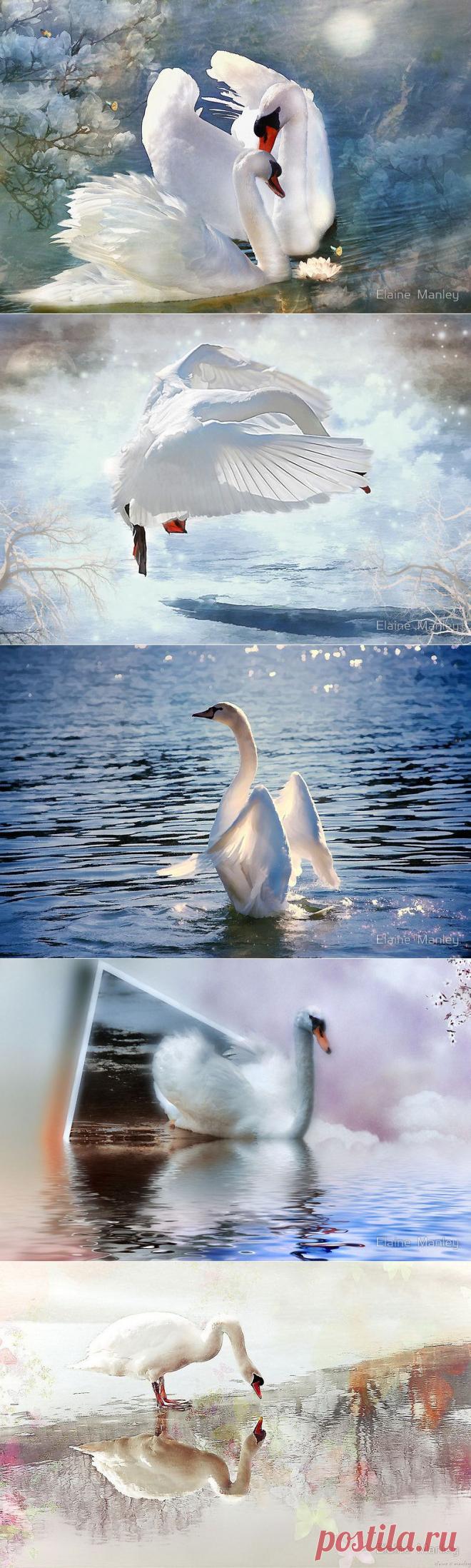 Фото цветы.. нежные тона..