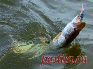 Рыбалка видео: Ловля щуки поверху на малых реках