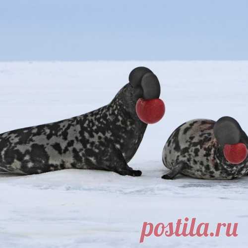 Самые экстравагантные брачные игры в мире животных