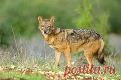 В полку волков прибыло: найден новый вид | Все умницы