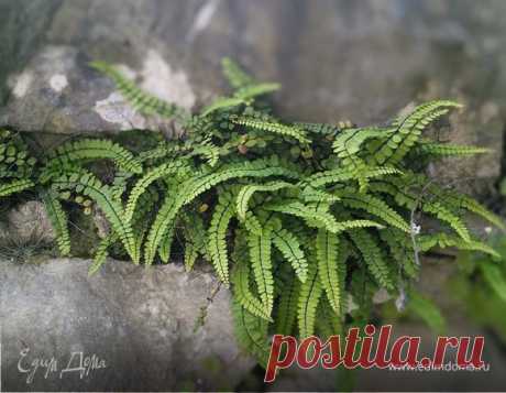 Сладости, домашняя выпечка с благодарностью! | Официальный сайт кулинарных рецептов Юлии Высоцкой