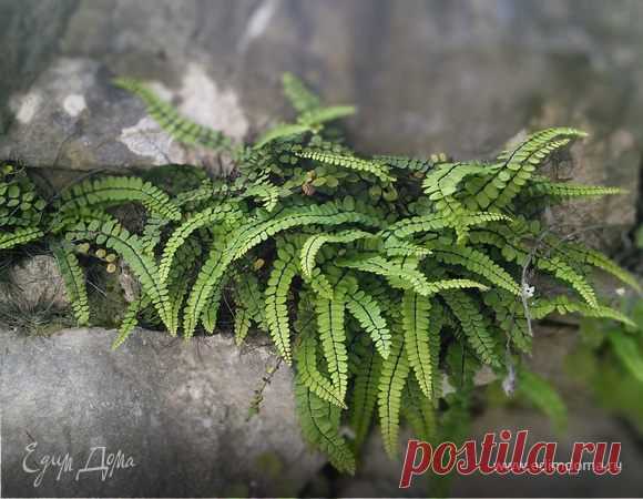 Сладости, домашняя выпечка с благодарностью! | Официальный сайт кулинарных рецептов Юлии Высоцкой