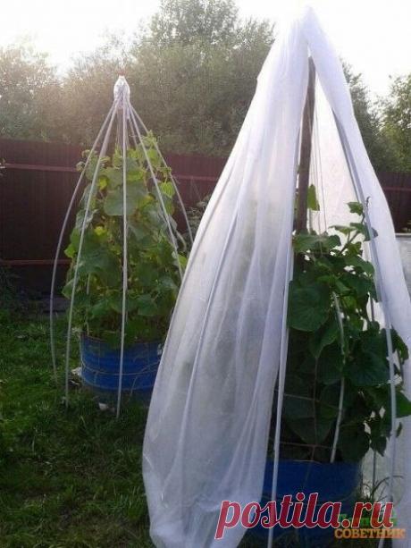 Интересный парник для огурцов