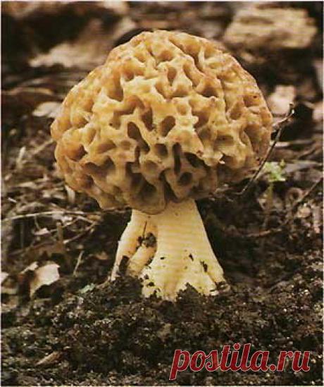Сморчок настоящий (Morchella esculenta)
