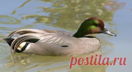 Птицы - Животные и природа
КАСАТКА