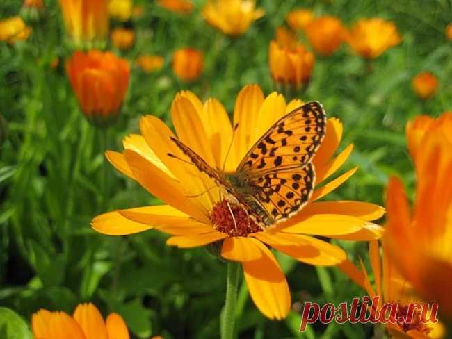 92dbd34039.jpg (650×488)