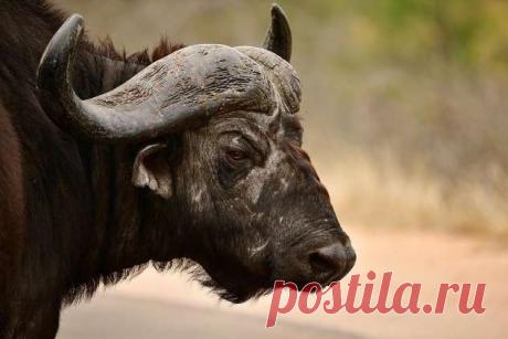 Африканские животные на снимках Стивена Довера . Тут забавно !!!