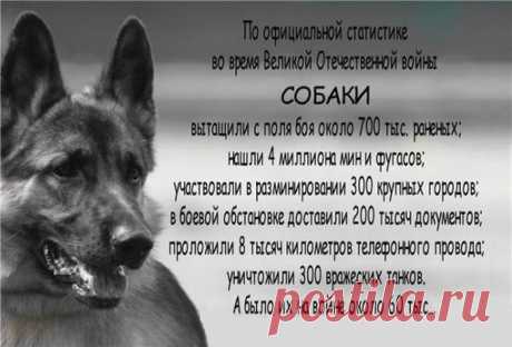 Остановись и поклонись: четырехлапые защитники отечества