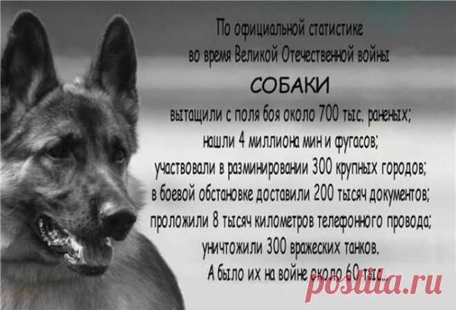 Остановись и поклонись: четырехлапые защитники отечества