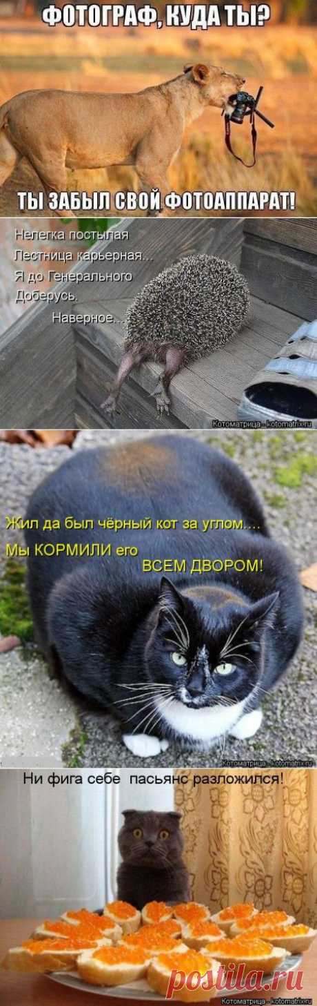 Мысли вслух