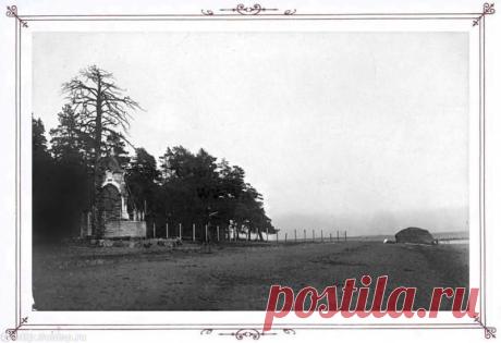 Фотография - Петровская сосна - Фотографии старого Петербурга