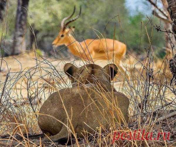 В дикой природе выживают сильнейшие . Тут забавно !!!