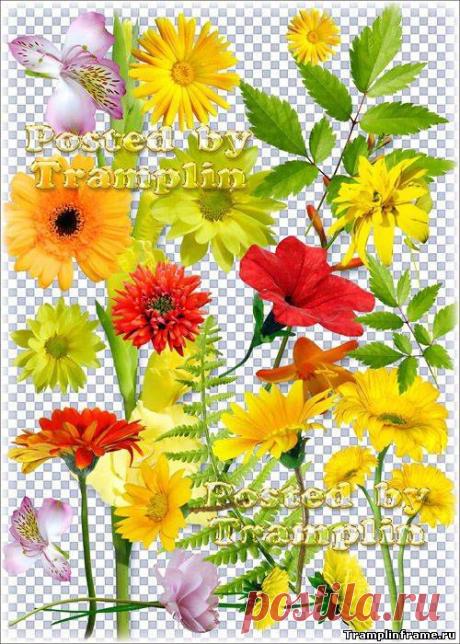 Клипарт на прозрачном фоне – Цветочки и листочки - Png, Psd клипарт - прозрачный фон - Все для Фотошоп - Рамки для фото бесплатно