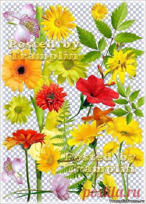 Клипарт на прозрачном фоне – Цветочки и листочки - Png, Psd клипарт - прозрачный фон - Все для Фотошоп - Рамки для фото бесплатно