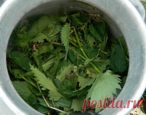 Целебная подкормка для помидоров и огурцов