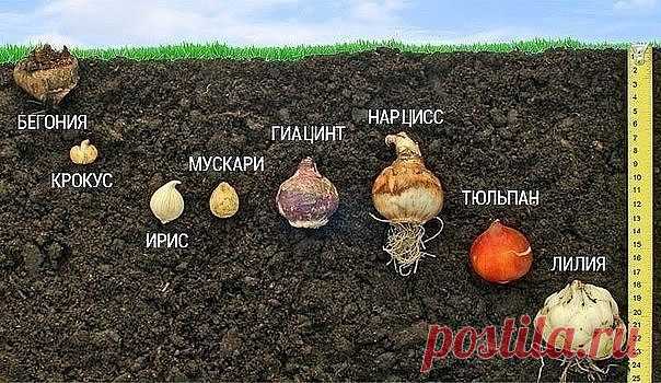 Глyбинa пocaдки лyкoвиц
--------
Подпишитесь на Дачные идеи