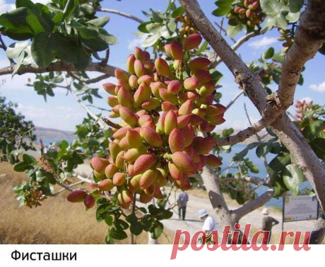 Как растут наши любимые продукты