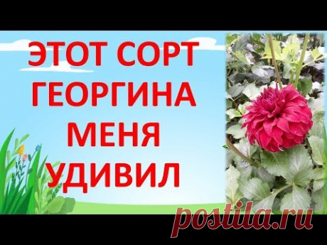 ОБЗОР СУПЕР КРАСИВОГО ГЕОРГИНА СОРТА СПАРТАК