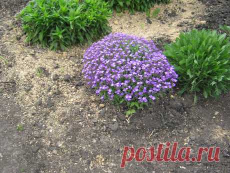 Чудо цветок!