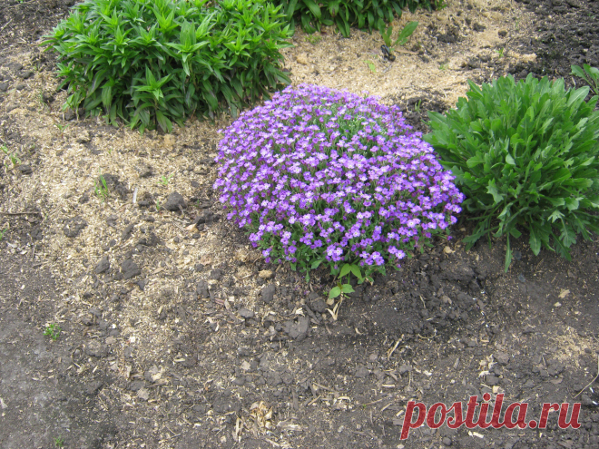 Чудо цветок!