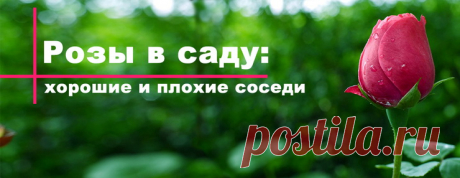 Роза: что нельзя и можно сажать рядом? Худшие и хорошие соседи для королевы цветов