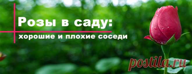 Роза: что нельзя и можно сажать рядом? Худшие и хорошие соседи для королевы цветов