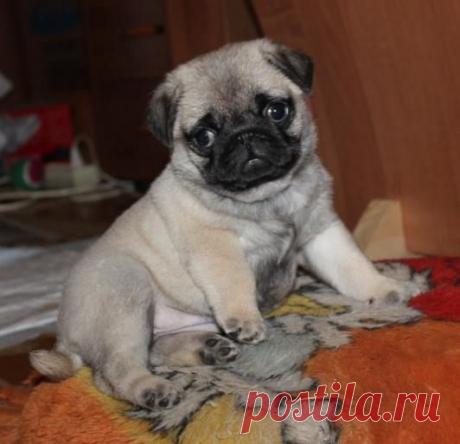 Сизая голубка - Дилижанс скачать mp3, текст песни, видео клип