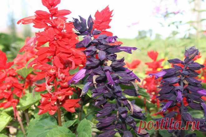 Сальвия сверкающая – огненная красавица знойного дачного лета / Журнал садовода mariaboro / 7dach.ru