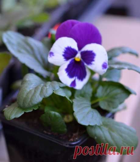 Выращивание виолы из семян: рассада виолы |