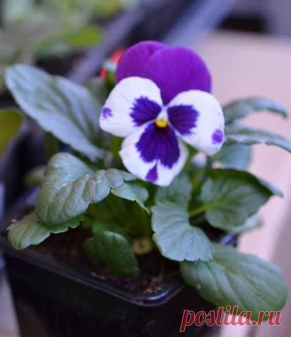 Выращивание виолы из семян: рассада виолы |